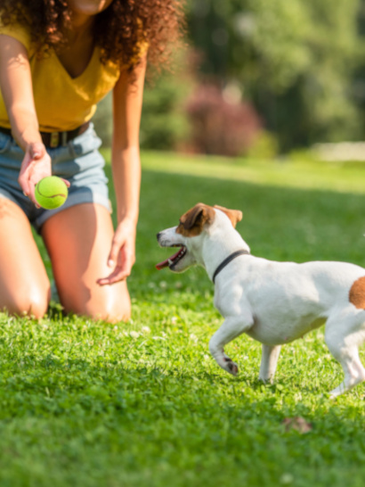 Plant Health Care & Tick Control