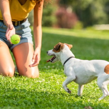 Plant Health Care & Tick Control Thumb